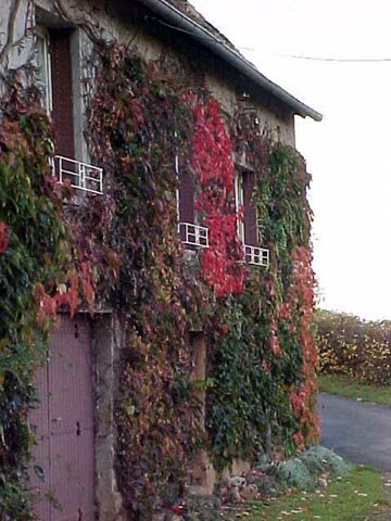 Foliage in France - Leafs on house of mixed colors