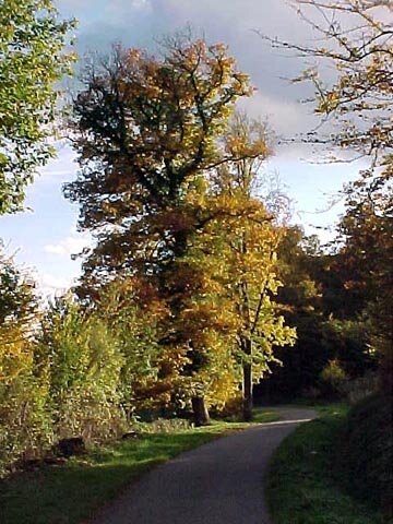 Foliage in France - Trees on the roadside