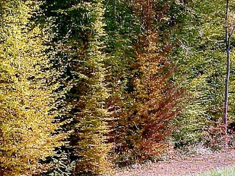 Foliage in France - Trees with yellows and reds