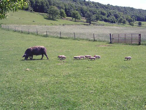 Mother pig and her 9 piglets. Spring 2007.