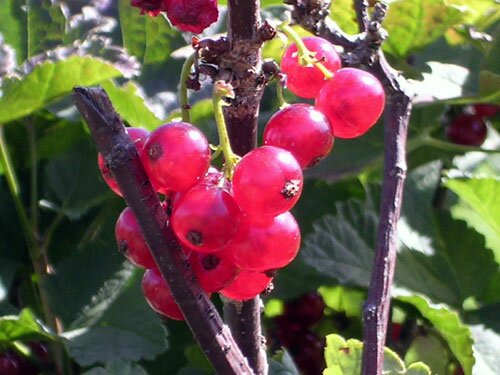 This is a photo of Redcurrants in France