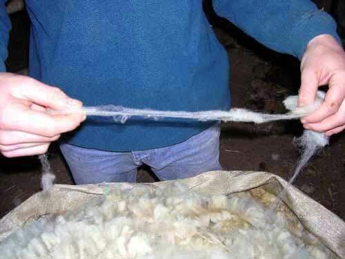 Strand of freshly sheared wool