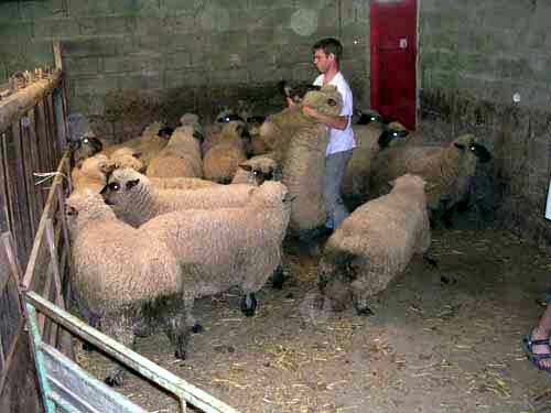 Seizing a sheep to be sheared