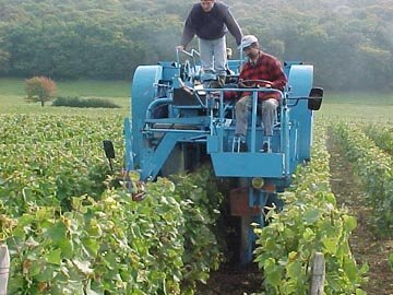 Grape Harvest Process - Removing them from the vine.